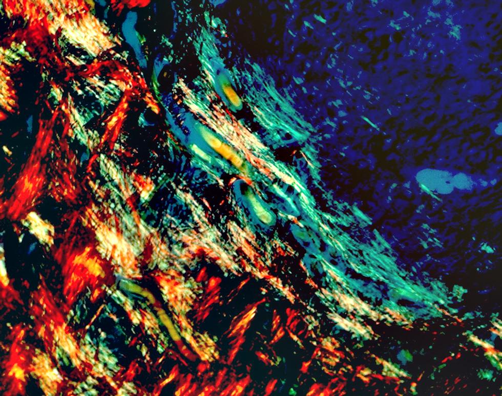 Birefringent Tissue within a Marine Sponge Universe - David Green